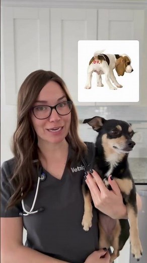 Is Your Dog Due for a Butt Dial? Dr. Wolfe Explains the Signs 🐶