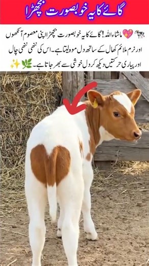 #🐄💖 MashaAllah! This beautiful calf wins hearts with its innocent eyes and soft, smooth fur. Its