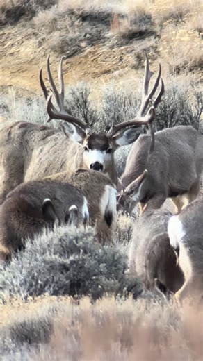 Confronting the Loss: A Mule Deer with Broken Drop Tine