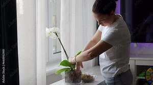woman taking care of her orchid flowers planting white orchid in pot at home Stock Video