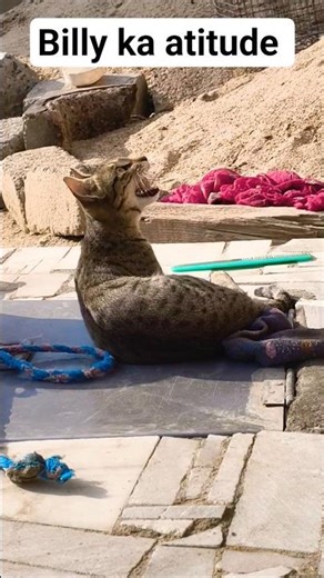Billy ka atitude #viralvideo #cat #bunnystory #rabbit #cute #catvideos