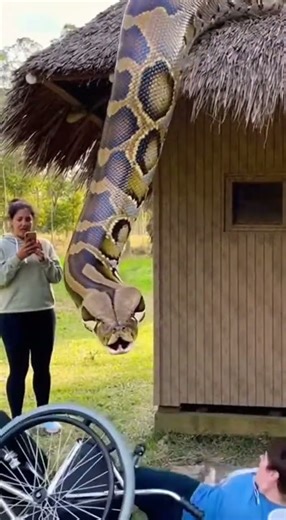 Massive Python Slithers From Roof as Woman Panics | Cinematic Viral Wildlife Clip #shortsfeed