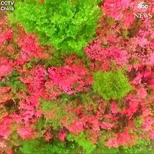 6.7K views · 223 reactions | Spring is almost here! Beautiful drone footage captures stunning sights of China in springtime, with cherry, apricot and azalea blossom in full bloom. | News 5 Cleveland | Facebook