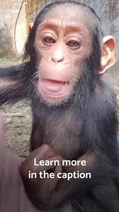 80K views · 1.2K reactions | Baby Asha has just started grooming her...