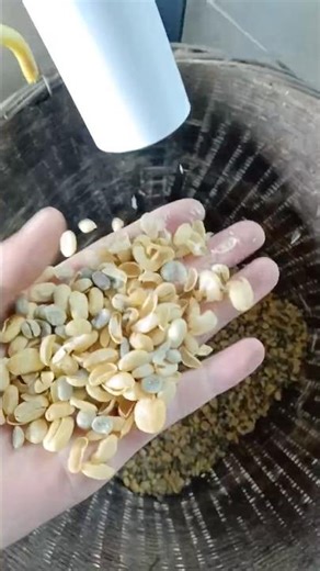 Raw coffee beans color sorting machine #coffee #machine