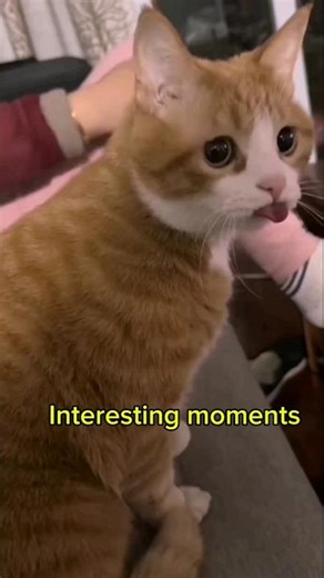 These hilarious animals will make you laugh until tears.