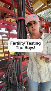 Fertility testing bulls!! #farmwifefarmlife #cattle #fertilitytesting #fertility | Nikki - The Farm Wife The Farm Life