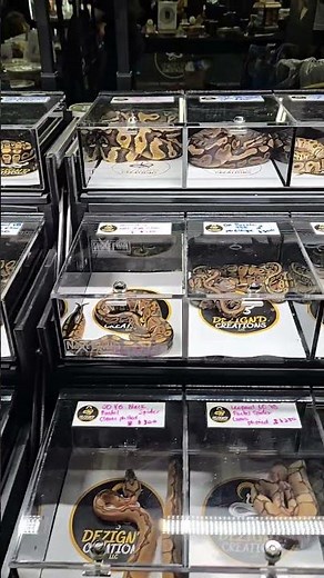 Exploring Stunning Ball Python Morphs 😁 Explorando Increíbles Morfos de Pitón Bola