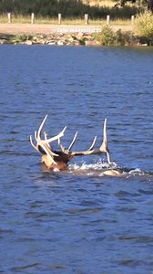 Bull elk swimming in Lake Estes last year. #estespark #estesparkcolorado #foryouシ #coloradoadventures #reels #fyp #Colorado #elk #wildlife #BigElk | Colorado Adventures