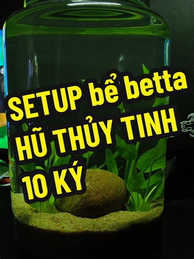 Setup hũ thủy tinh 10 ký đơn giản với: hũ tt 10kg 110🐟 cát suối 20🐟 đá lụm lan nước 20🐟 vi sinh extra bio setup xong nhớ châm vi sinh và đợi 5-7 ngày nước trong hãy thay 30% nước rồi mới thả cá nha các bạn. #creatorsearchinsights #betta #bettafish #xuhuong #thuysinh