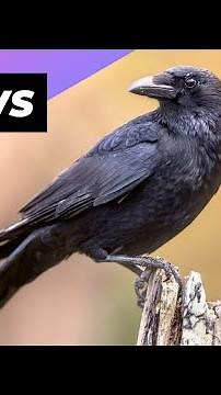 Crow 🖤 One Of The Most Intelligent Animals In The World #shorts