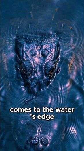 Crocodile Hunting Techniques Revealed!