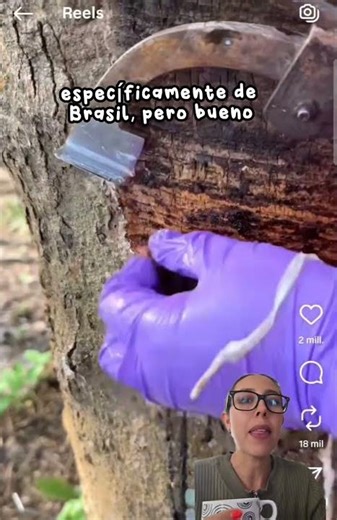 Natural latex from a tree? 🌳