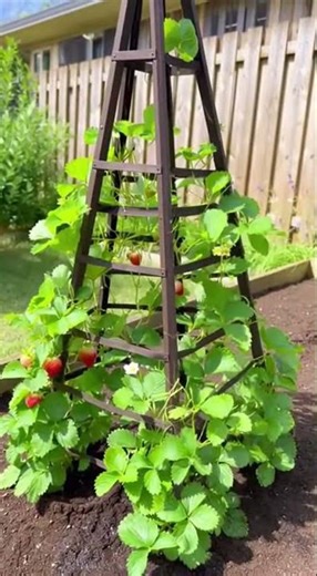 The pyramid technique that strengthens the strawberry plant