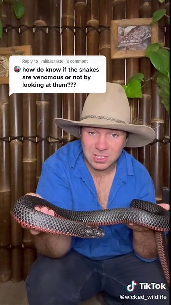 Reply to @_milk.is.taste_ #snake #venom #venomous #venomoussnakes #venomoussnake #animal #animals #australia #straya #reptile #reptiles #wildlife
