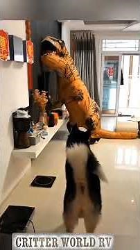 Funny Dog Gets Scared of Everything! 😂 | Dog Funny Moments #funny #funnyanimal #pets #animals #dog