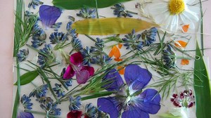 How To Press Flowers Perfectly | Homesteading Skills