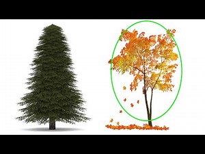 Watch how to sign 'deciduous' in American Sign Language.