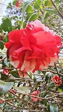 Camellia '' Dixie Night Supreme '',great evergreen plant for most garden. Ram Sorat Giberson garden.