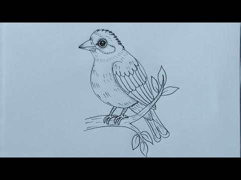 How to draw a beautiful bird step by step | alone bird drawing