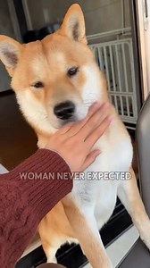 303K views · 6.9K reactions | Abandoned puppy. #shortvideo #animals #rescue #healing #shorts #fyp #dog #puppy #cute #amazing | Millions Moments | Facebook