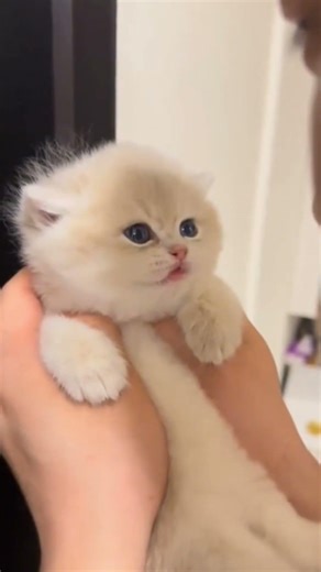 FUNNY KITTY 😺 😄 kisses mwah! #kitten #cute #shorts