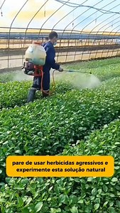 🌱 Chega de mato sem destruir o solo! Você não precisa de veneno pesado para acabar com as ervas daninhas. Essa receita natural age rápido, é econômica e não prejudica sua horta 🌿 🧪 Receita do herbicida natural: • 250 g de vinagre branco • 100 g de álcool • 150 g de detergente em pó • 100 g de bicarbonato de sódio • 15 litros de água Misture tudo muito bem e aplique diretamente sobre o mato, evitando as plantas que você quer manter. ⚠️ Use em dias secos e aplique apenas nas ervas daninhas. 👉 