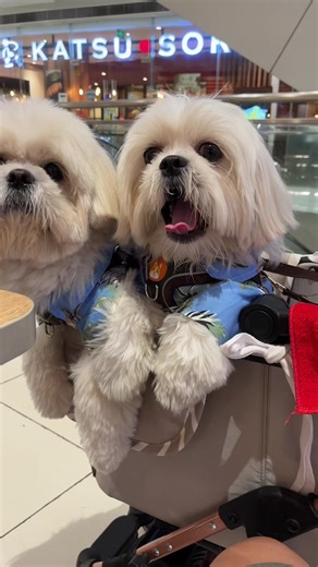 isinoli ko si Pilar sa store na pinag bilhan sa kanya 🙄 -Prof.Cooper #fyp