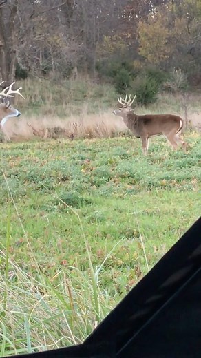 Wait for the snort wheeze😤 | RAISED HUNTING