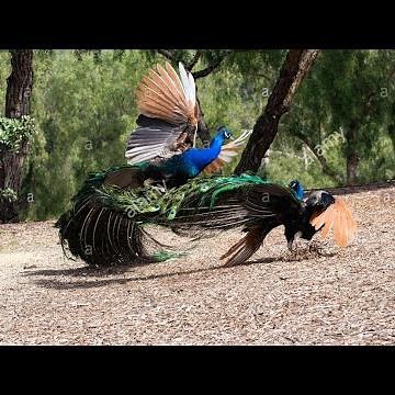 Peacock fighting
