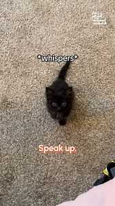 156K views · 11K reactions | When you want to be intimidating but you're also just a little guy ‍⬛(Via - Bonnie Lesney ) #BlackCat #Kitten #CutenessOverload #Cat | Try Not to Laugh | Facebook