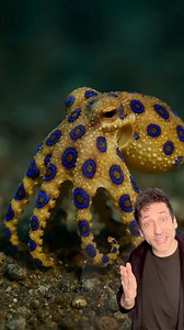 1.2M views · 68K reactions | Meet the Blue-Ringed Octopus  | Odd Danny | Facebook