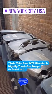 1.2K views | Rats Take Over NYC Streets: A Nightly Trash Can Tango Unfolds! ️ #NYCWildlife #CityLife #UrbanJungle #NYCRats #StreetScenes #OnlyInNYC #UrbanExplorers #CityLiving #TrashTales #NightlyDrama #NYCStories #UnexpectedSights #CityDrama #ratrace #cityboytimes | Gomez V Omar | Facebook