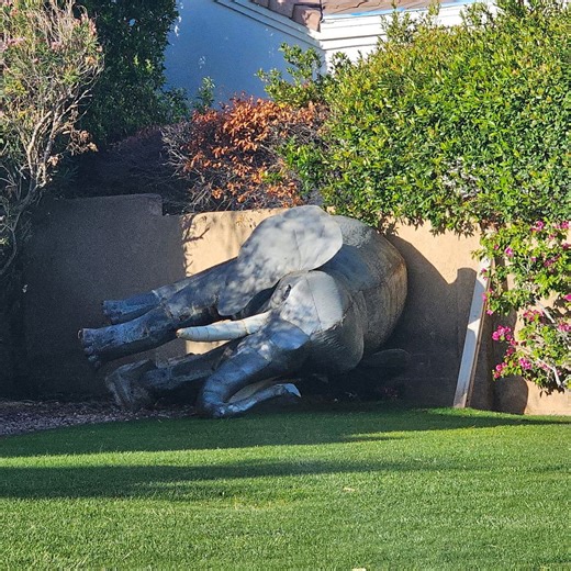Report of elephant in Palm Springs yard prompts questions from police and animal control