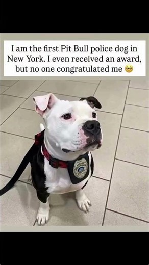 I never thought I’d be here. A Pit Bull in a police K9 uniform in New York #usa #canada #reels #uk