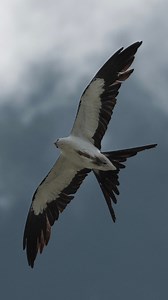 15K views · 372 reactions | When a Swallow-tailed Kite drops its Breakfast...#swallowtailedkite #birdsofprey #rarebirdsighting #wildlife | Tohid Azimi | Facebook
