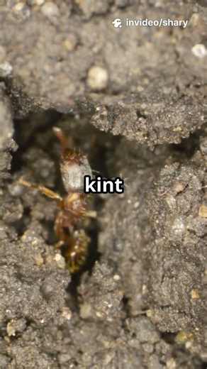 A hangyaboly titka: Föld alatti város