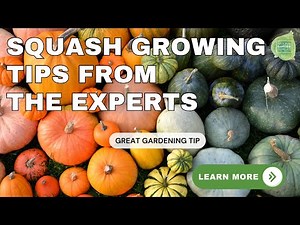 Squash Success Secrets Revealed! Ask the Experts Webinar #VegetableGardening #GardeningTips
