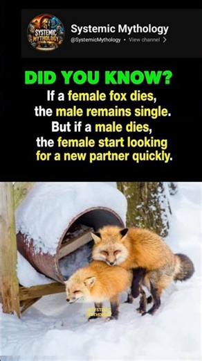 A male fox is loyal #animalfacts #animalshorts