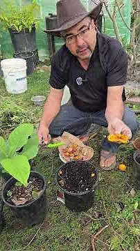 Como Germinar chiles. Manzano #Germinar #Chiles#Manzano