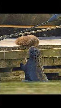 The sea otter mom floating on the water with her baby is just too adorable! #wildlife #animals
