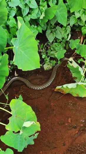 A huge snake is swimming on the water #shorts