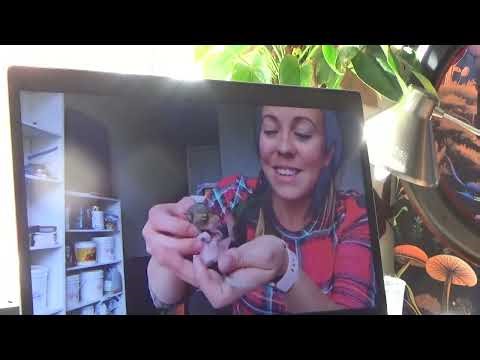 Determining the age of my baby squirrel.