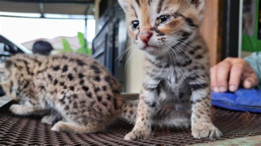 16 Jenis Kucing Lengkap dengan Karakter dan Harga dari Ratusan hingga Puluhan Juta Rupiah! - Tribunbanten.com