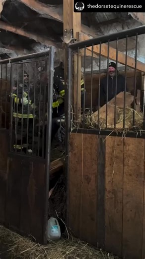 In this new year, while horses suffer from neglect, abandonment and abuse, please help us be their hope! This amazing footage is courtesy of @thedorsetequinerescue The Dorset Equine Rescue Inc. in Vermont, a Guardian equine charity of the EQUUS Foundation. Read the story in their words below on how these horses, neglected for YEARS, were finally freed from their unthinkable situations because people care. We are so proud to support the rescuers, the sanctuaries, the safe havens and loving next c