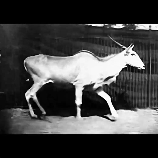 Eland Trotting (1887) Eadweard Muybridge