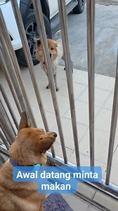 Hector africa 🌍 & willie | Francis ngu hown hua page