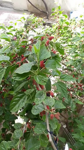 Close-Up of a Raspberry Plant with Green Leaves