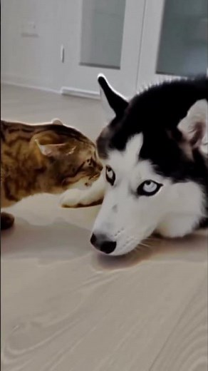 Tom and Jerry in Real Life - Real Cat vs Mouse Funny Moments