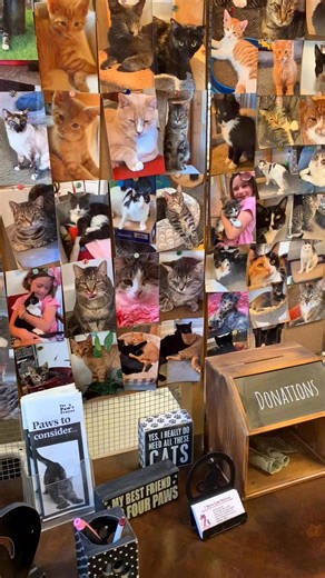 HAPPY THANKSGIVING EVERYONE! ❤️🐈‍⬛ | Seven More Cats Rescue